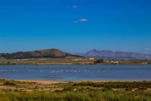 flamencos-en-la-laguna-de-fuente-de-piedra